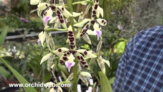 OrchidWeb  Encyclia prismatocarpa [upl. by Moran151]