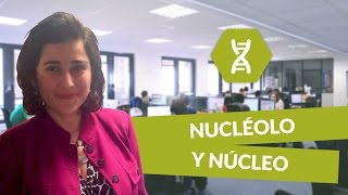 Nucléolo y núcleo  Biología  digiSchool [upl. by Niwhsa]