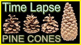 Pine Cones Opening Time Lapse [upl. by Rasure]