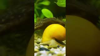 Good Tank Mates for Betta Fish Bristlenose Pleco [upl. by Jarl]