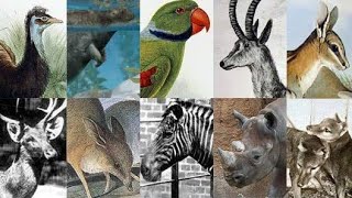 ANIMAIS EXTINTOS PELA HUMANIDADE DE 1000 ATÉ 2020 [upl. by Holton311]