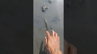 cara menangkap Ikan Belanak Pakai Tangan fishingvideo ikanbelanak menangkapikan [upl. by Yentihw]