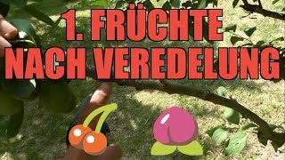 Update Veredelung Kirsche  Zwetschge  1 Ernte [upl. by Ati435]