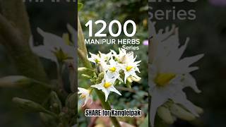 Manipur Herbs  Leipung Khanga [upl. by Skrap940]