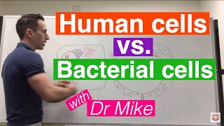 Eukaryotic vs Prokaryotic Cells [upl. by Geraldine]