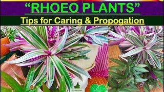 Rhoeo Tricolor and Discolor Plant Tips for Curing and Propagation 🌿🌱🌿 [upl. by Oidiple]