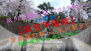 夙川公園の桜（2022年）4K撮影【阪急甲陽線 苦楽園口駅 から 夙川駅 まで桜を見ながら歩いてみた】 [upl. by Otrebcire822]