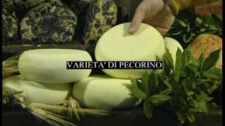 Making and tasting Pecorino cheese in Pienza Tuscany [upl. by Acisey]