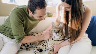 Things Nobody Will Tell You About Having an African Serval [upl. by Dnalkrik]