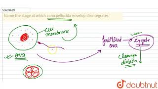Name the stage at which zona pellucida envelop disintegrates [upl. by Yate]