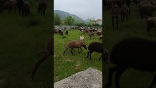 Running sheep to reach the grass early and eat green grass [upl. by Griffis67]