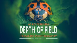 Master Depth of Field in Macro Photography Ultimate Guide for Sharp Focus [upl. by Htur]