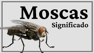 Significado MOSCAS en tu CASA o que una MOSCA TE SIGA [upl. by Eneleuqcaj]