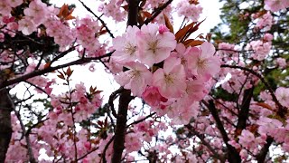 【Beauty of Japan】Cherry blossoms in Hyogo 202404 夙川の桜 2024年4月 苦楽園大相撲大阪場所 二子山部屋が滞在する越木岩神社周辺 [upl. by Westerfield361]