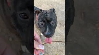 Staffordshire  Grooming  Playing ♥️ staffordshirewildlife pitbull staffy [upl. by Aiuqal]