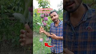 How to Harvest Red Mangoes [upl. by Spillihp]