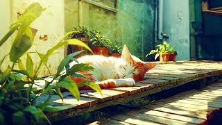 1 Hour of Calming Tunes to Comfort Cats Gentle Sounds for Separation Anxiety Relief [upl. by Gaspard]