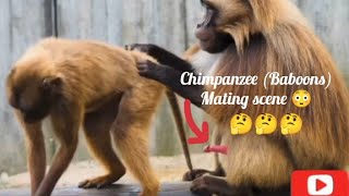 Chimpanzee Baboons mating scene 😳😱 monkeymating breeding viral upload wildlife [upl. by Kralc]