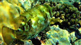 Marbled spinefoot Siganus rivulatus rivulated rabbitfish surf parrotfish changes colour fast [upl. by Harold]