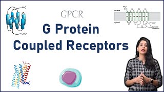 GPCR Cell Signaling II G Protein Coupled Receptors I Cell Signaling [upl. by Valdemar]