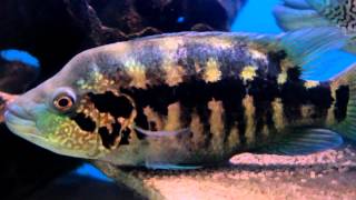 Wolf Cichlid  Parachromis Dovii Breeding Part 2 [upl. by Anaz530]