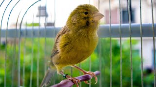 First Canary singing after molting  Canary s training song [upl. by Yttik]