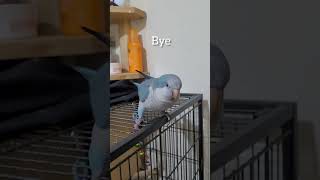 Quaker Parrot Talking quakerparrot parrots [upl. by Youngman746]