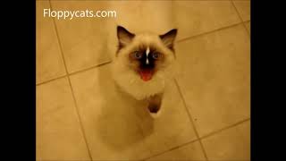 Ragdoll Cats Meowing Compilation  ねこ  ラグドール  Floppycats [upl. by Jenifer524]