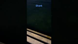 Shark in creek dubai viral creek animals love [upl. by Robinett299]