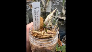 PET Method  Seedling Repot [upl. by Bergquist60]