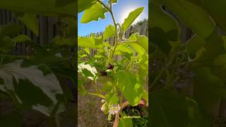 Eggplant Blossom to Fruit blackbeauty gardening youtubeshorts viralshorts trendingshorts fruit [upl. by Ekaj]