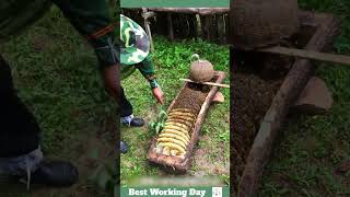 Best working day 2193 The process of removing honeycomb from a beehive in the form of logs [upl. by Yeroc]