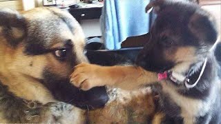 Super FUNNY ANIMAL VIDEOS  Watch and TRY NOT TO LAUGH [upl. by Yekim]