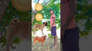 Rounding coconut biscuits Deer Elephant Dog amp Cow  Animals names magic video [upl. by Elbart]