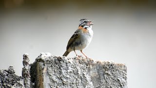 Tico tico bom de canto e cantando alto na natureza um verdadeiro macho Alfa [upl. by Kcirrem]