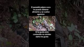 El pájaro parásito cuco al no obtener comida se pone agresivo [upl. by Hiett261]