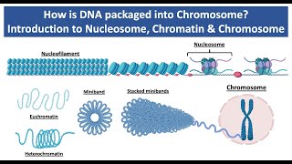 How is DNA Packaged into Chromosome  Introduction to Nucleosome Chromatin amp Chromosome [upl. by Kiraa512]