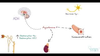 Le Système RénineAngiotensineAldosterone expliqué Simplement [upl. by Ignatz945]