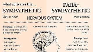 Effects of the sympathetic Vs parasympathetic nervous system on body organs [upl. by Atile]