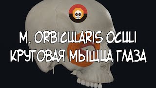 Круговая мышца глаза m orbicularis oculi 3D Анатомия [upl. by Rawdin]