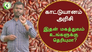 ஆச்சரியபடவைக்கும் காட்டுயானம் அரிசி kaattu yaanam rice benefits in tamil [upl. by Teloiv]