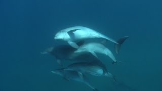 Taking a Dip with Bottlenose Dolphins [upl. by Austen481]