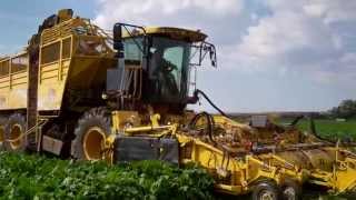 ROPA harvester makes quick work of sugar beet rows [upl. by Ettolrahc]