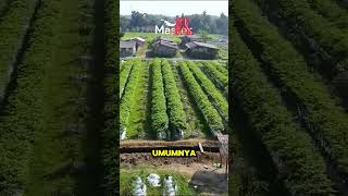 Pemilihan Varietas Cabe Sesuai Lokasi Tanamnya [upl. by Reinhold]