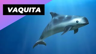 Vaquita 🐬 The Smallest amp Rarest Marine Mammal [upl. by Elfie]