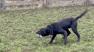 Training dogs amp The New Zealand Huntaway [upl. by Rehttam]