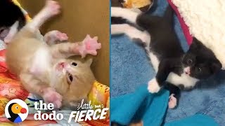 Watch These Teeny Wobbly Kittens Never Give Up  The Dodo Little But Fierce [upl. by Collete]