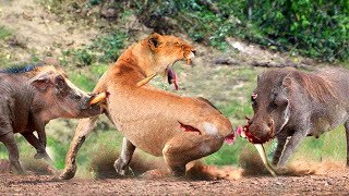 Lion Hunting Warthog In The Territory Of Warthog Family And Unbelievably Sad Ending [upl. by Johnstone778]