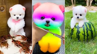 Tik Tok Chó Phốc Sóc Mini 1  Funny and Cute Pomeranian 2024 [upl. by Aissirac454]