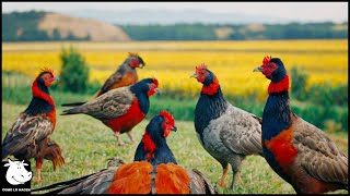 Divulgación  Las Aves Aportan Millones Dólares A Los Ganaderos Estadounidenses  Granja De Faisanes [upl. by Nesila28]